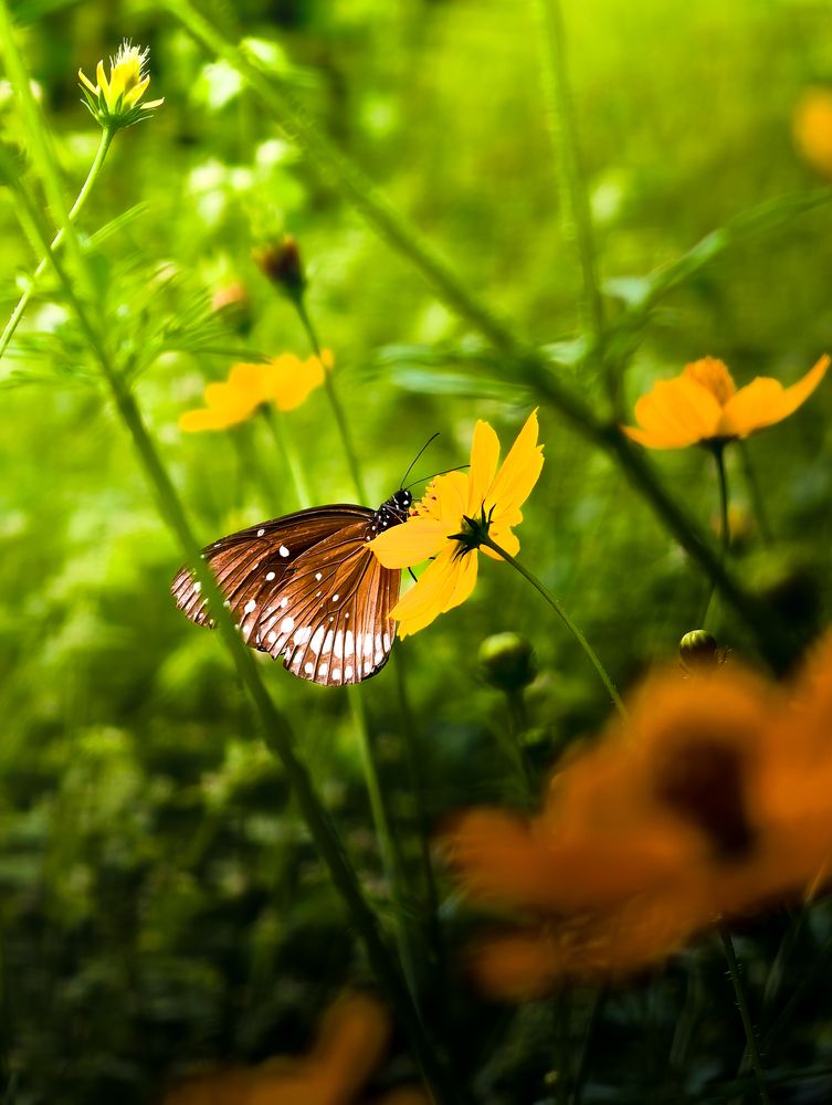 Common Crow butterfly (Euploea core) with its wings folded, perched on a yellow flower.