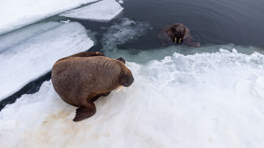 Семья Моржиков