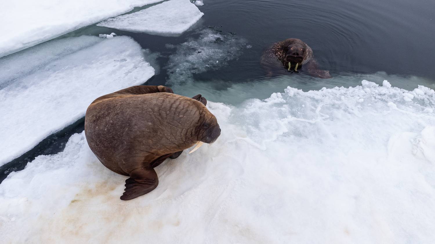 Семья Моржиков