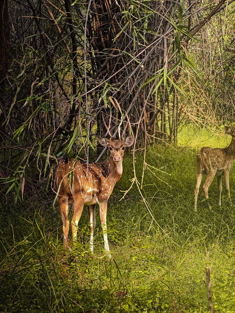 Photograph by Amit Sri