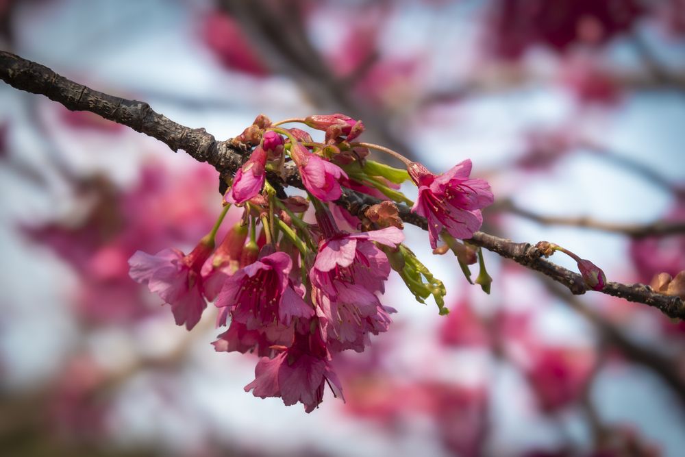 Photograph by Susie Castellano