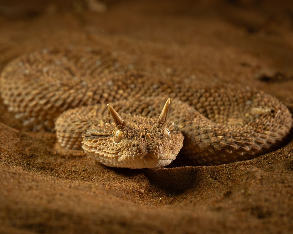 The Great Arabian Horned Viper.