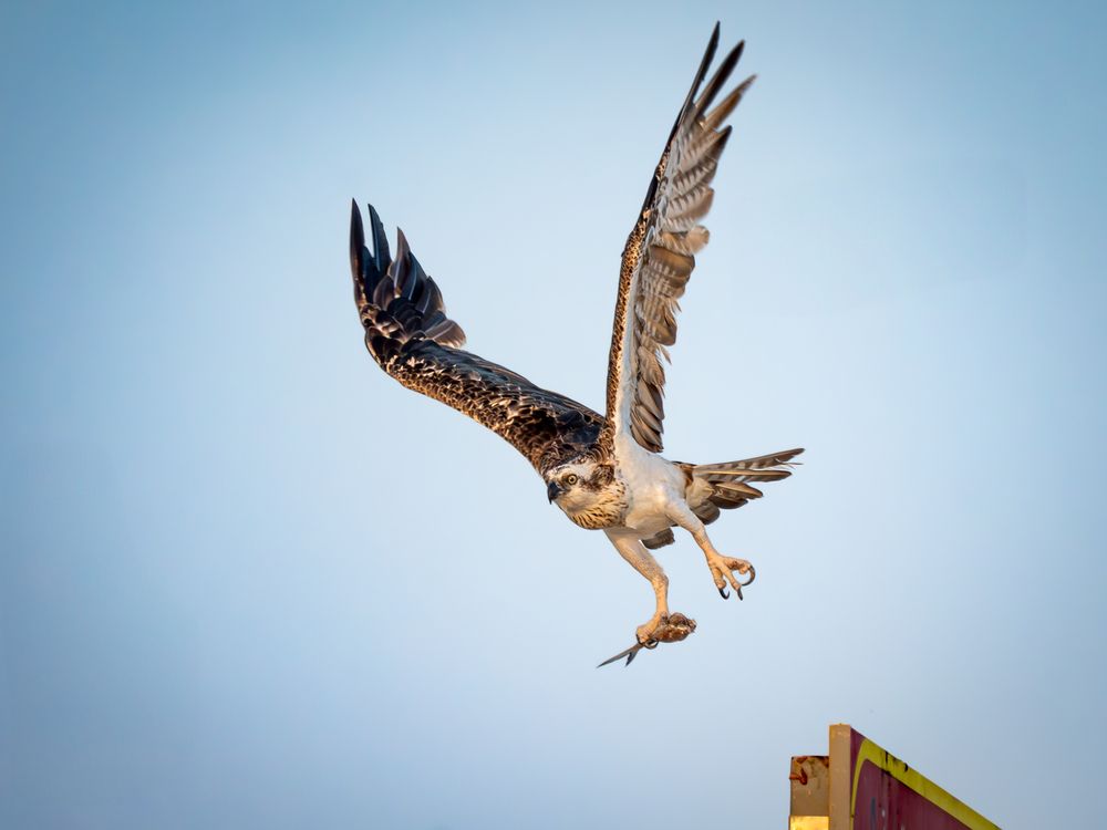 Osprey taking off with a Catch