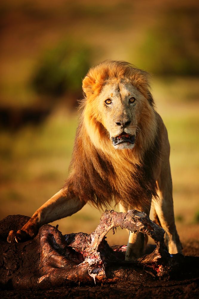 Photograph by Ирина Худзинская