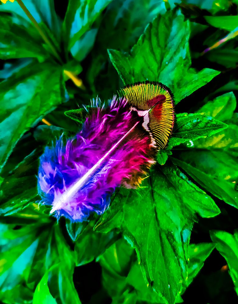 The small Peacock feather