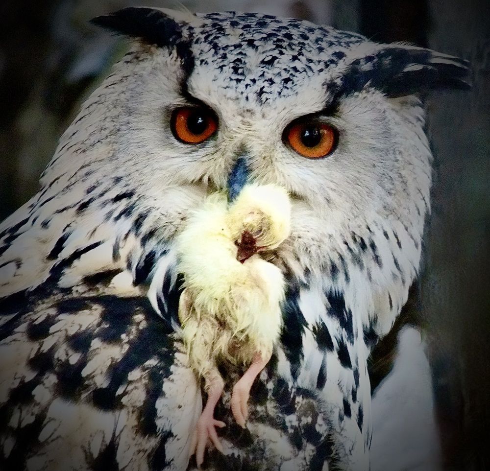 Photograph by Татьяна Шитлина