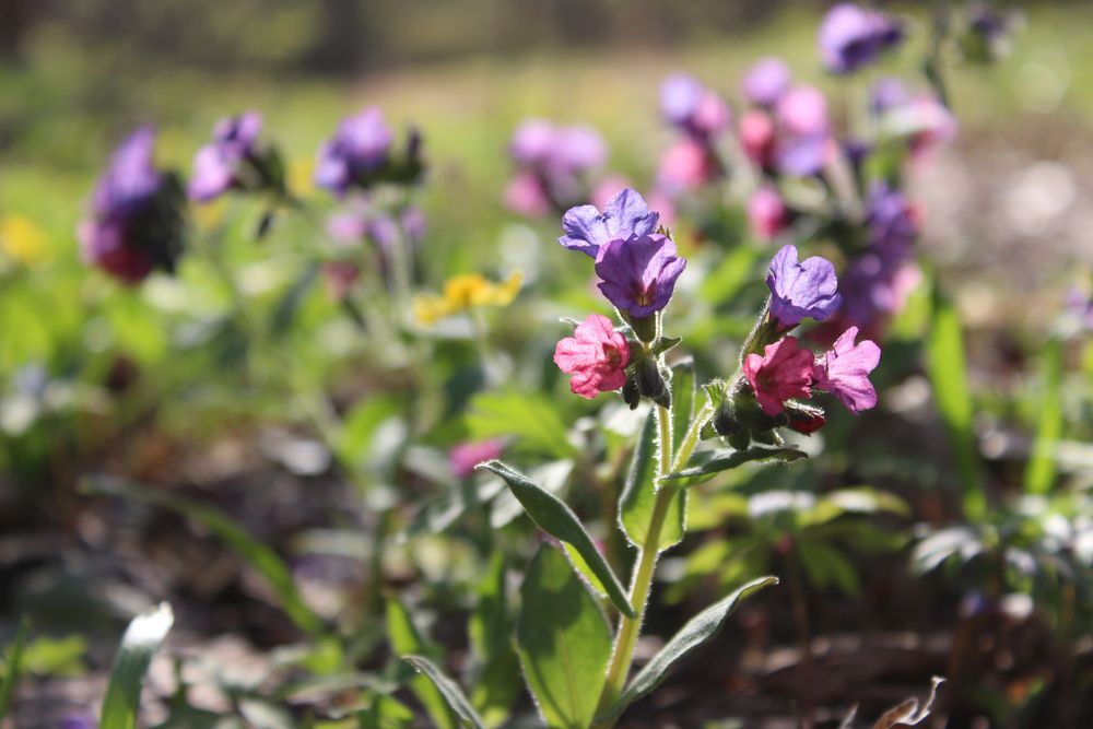 Photograph by Светлана Шубина