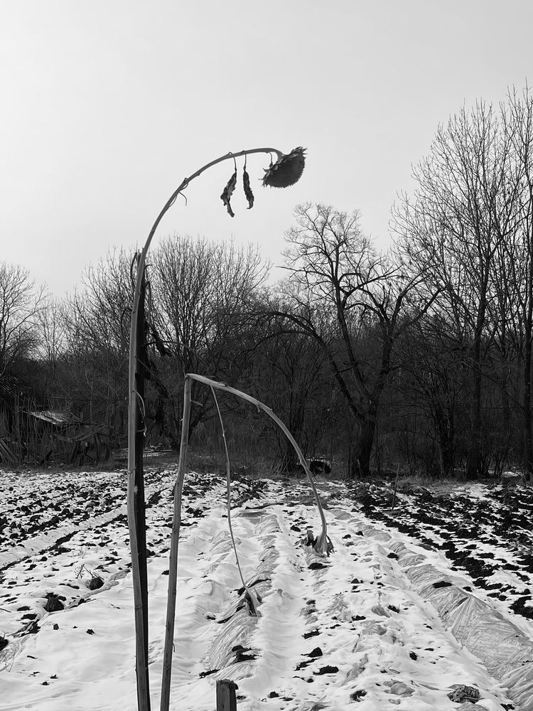 Photograph by Света Троянова