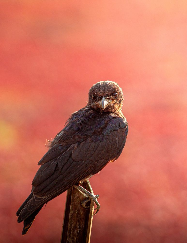 Photograph by ASHFAQUL MAJID