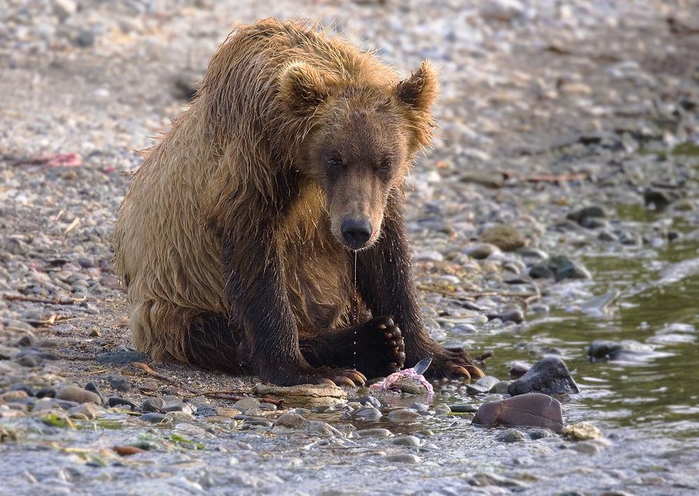 Фотография автора Анатолий Макоедов