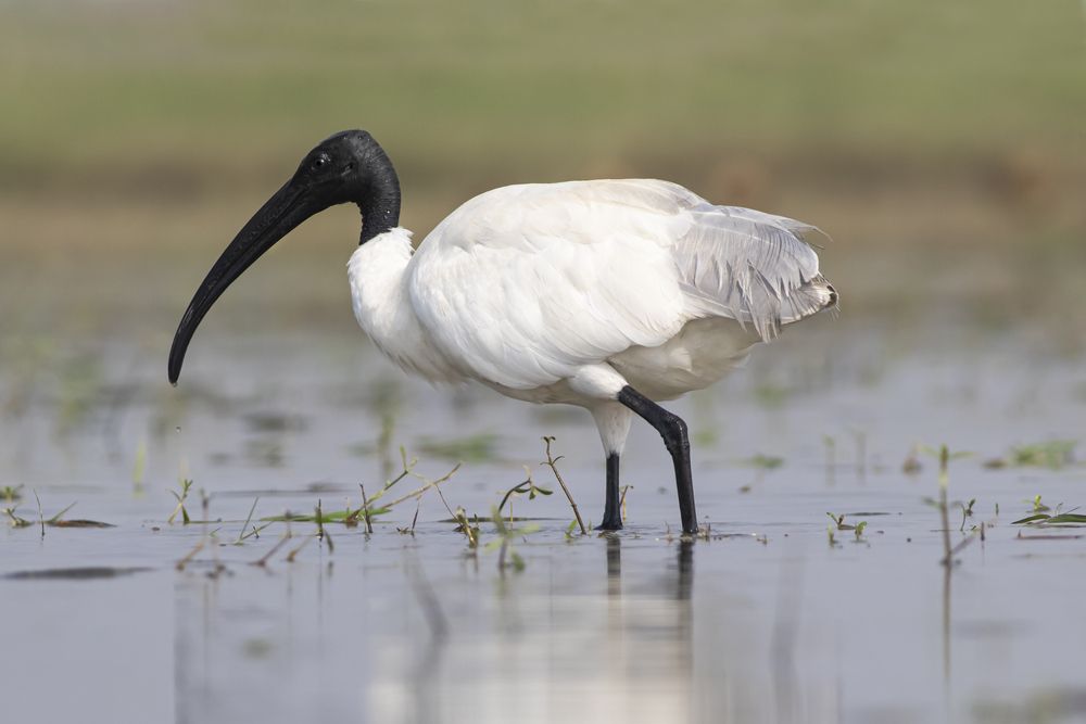 Photograph by RUPAM DAS