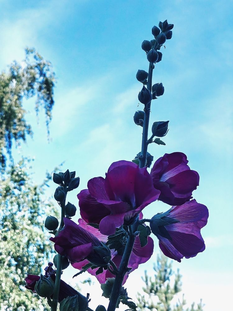 Photograph by Арина Черникова