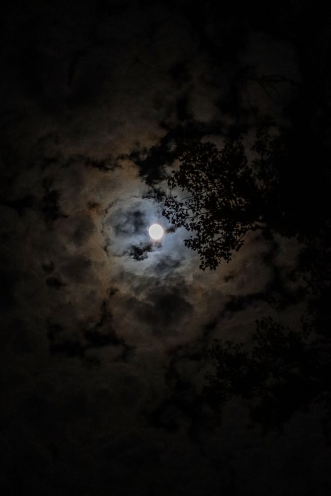 Beaver Moon, November 2025