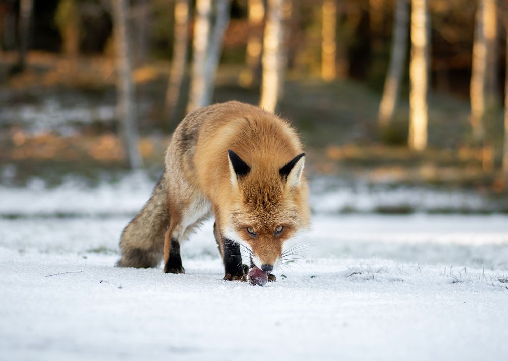 Photograph by Linda Persson