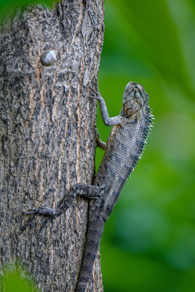 Photograph by Pubudu Thennakoon