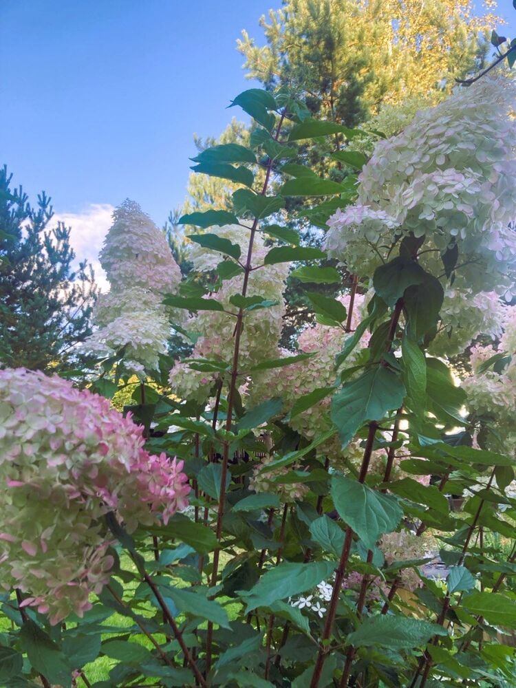 Photograph by Светлана Парамонова