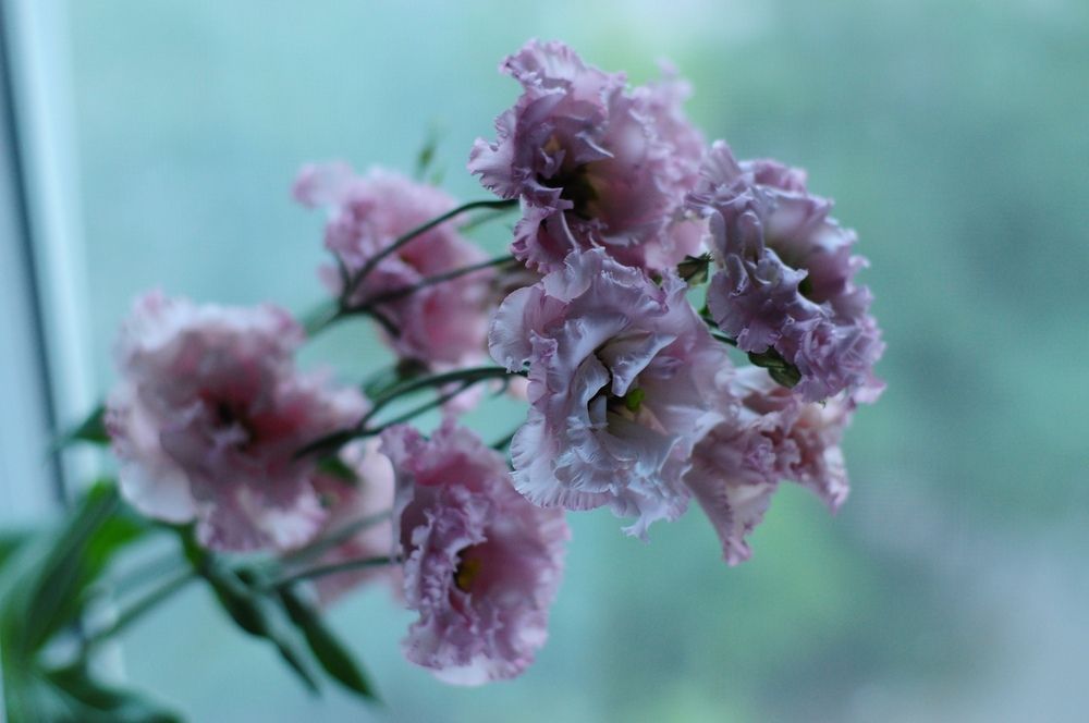 Фотография автора Хлопенко Елена Васильевна