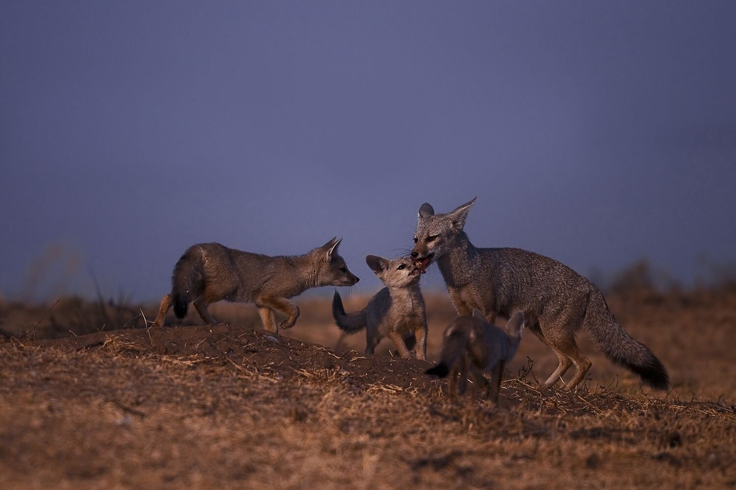Photo #12841368