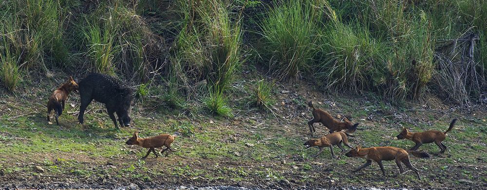 Wild dogs on hunt