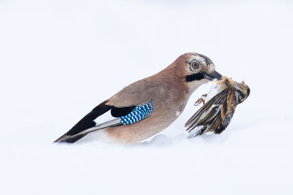 Photograph by parallax