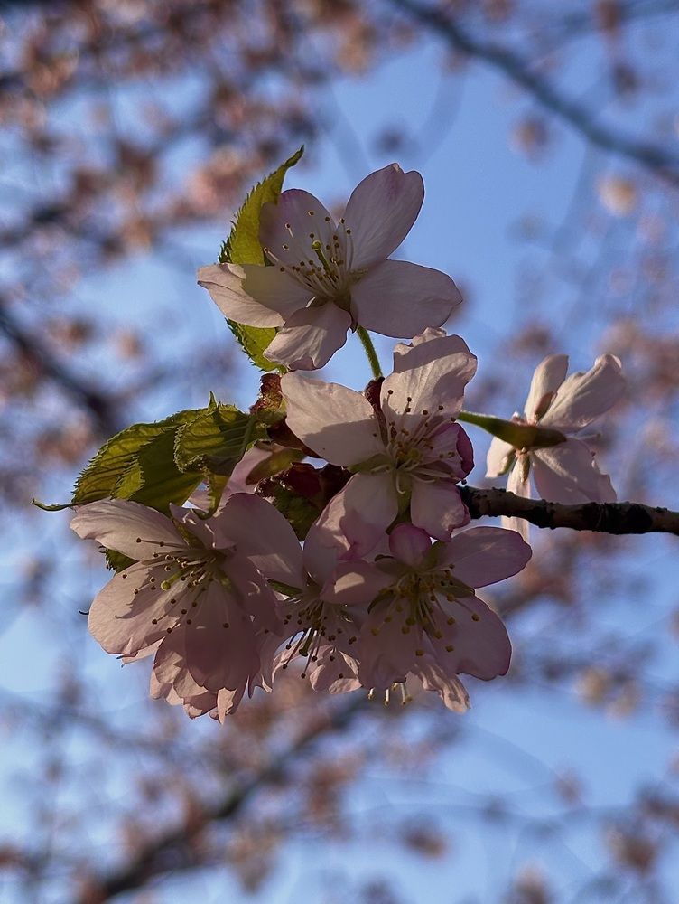 Фотография автора Militha Wut