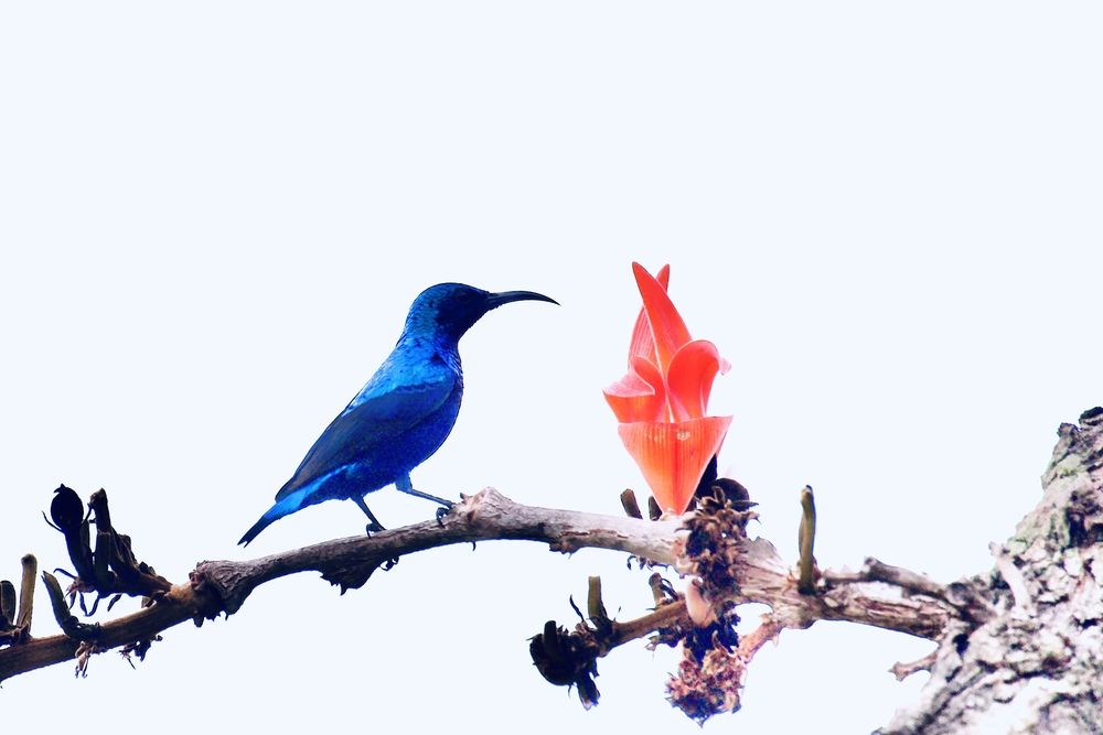 Фотография автора BIPLAB MISRA