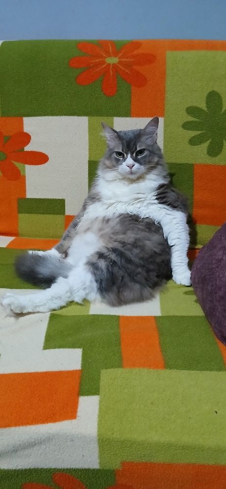Photo #12841585