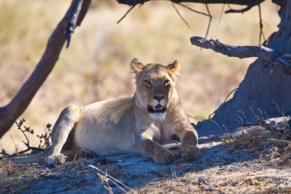 Photograph by Александр Журавлев