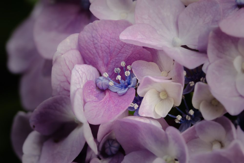 Photograph by KOHAGI