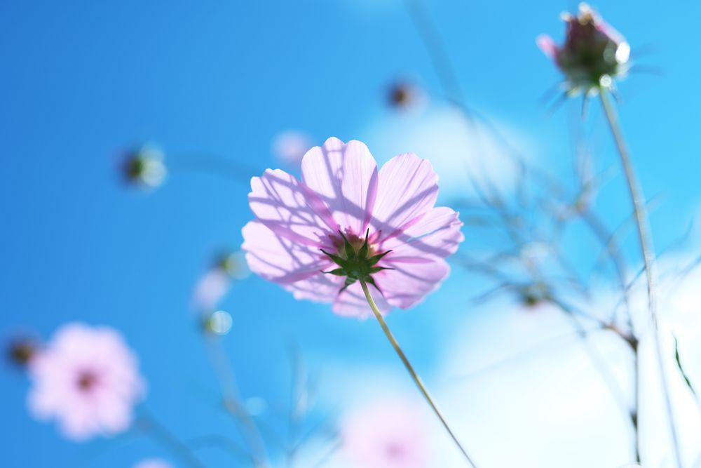 Pink cosmos & blue sky