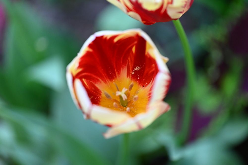 Весенний тюльпан