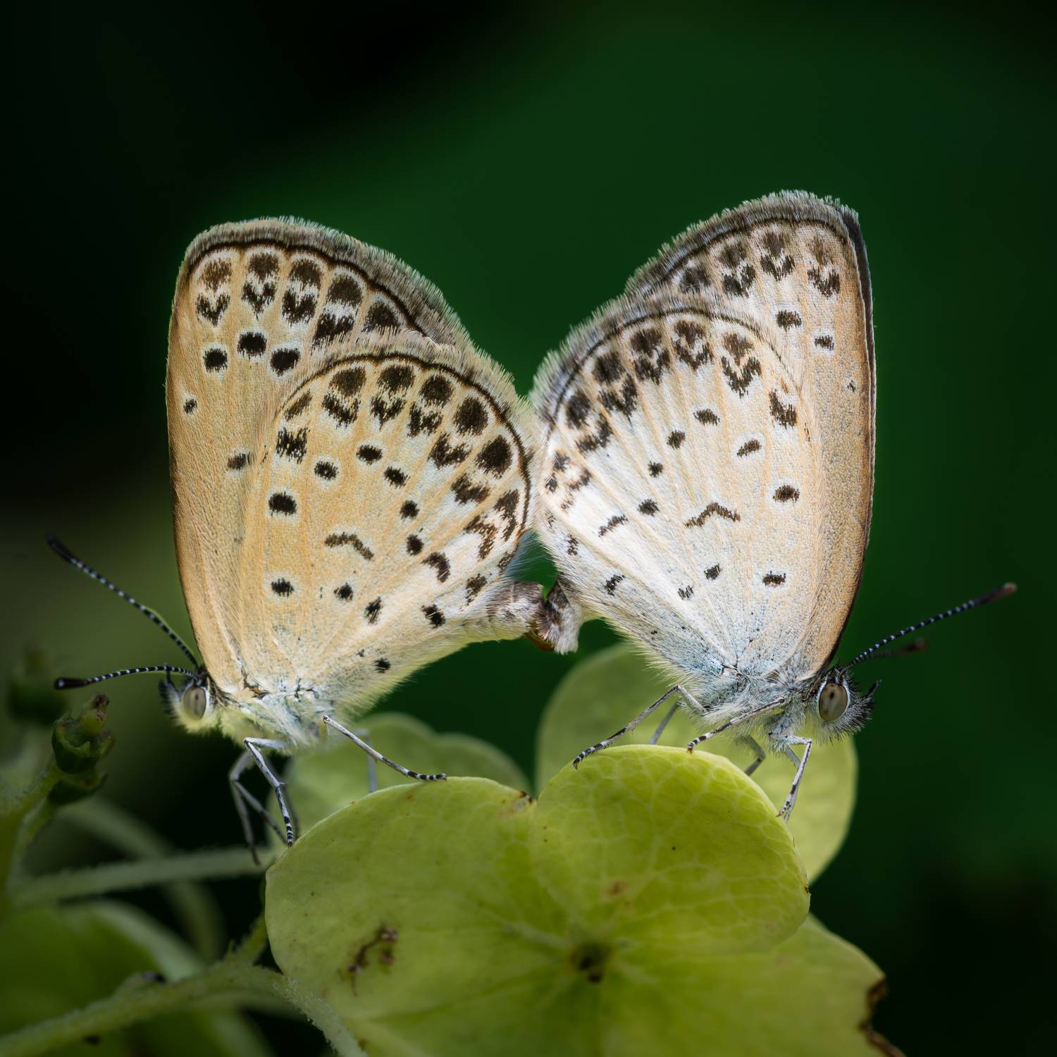 Фотография #12841860