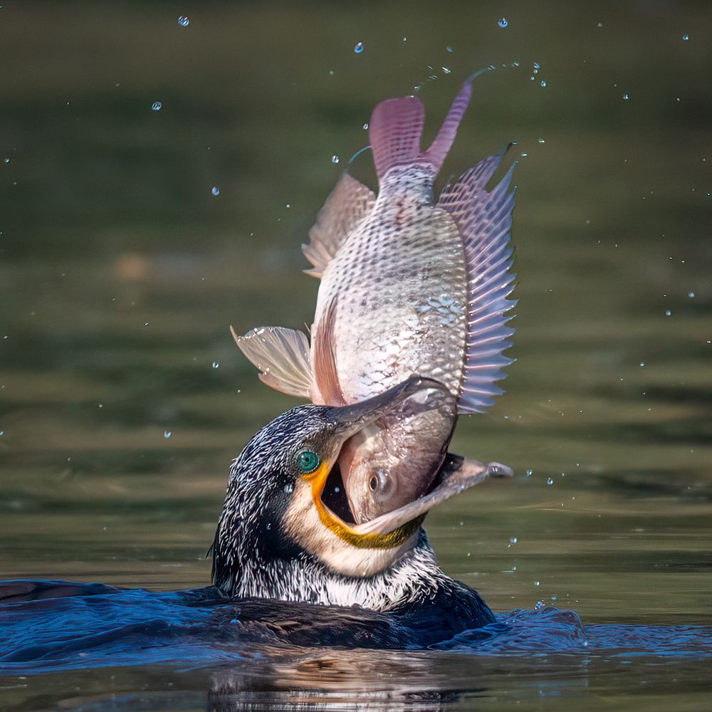 A victorious Gaze, A resigned Stare