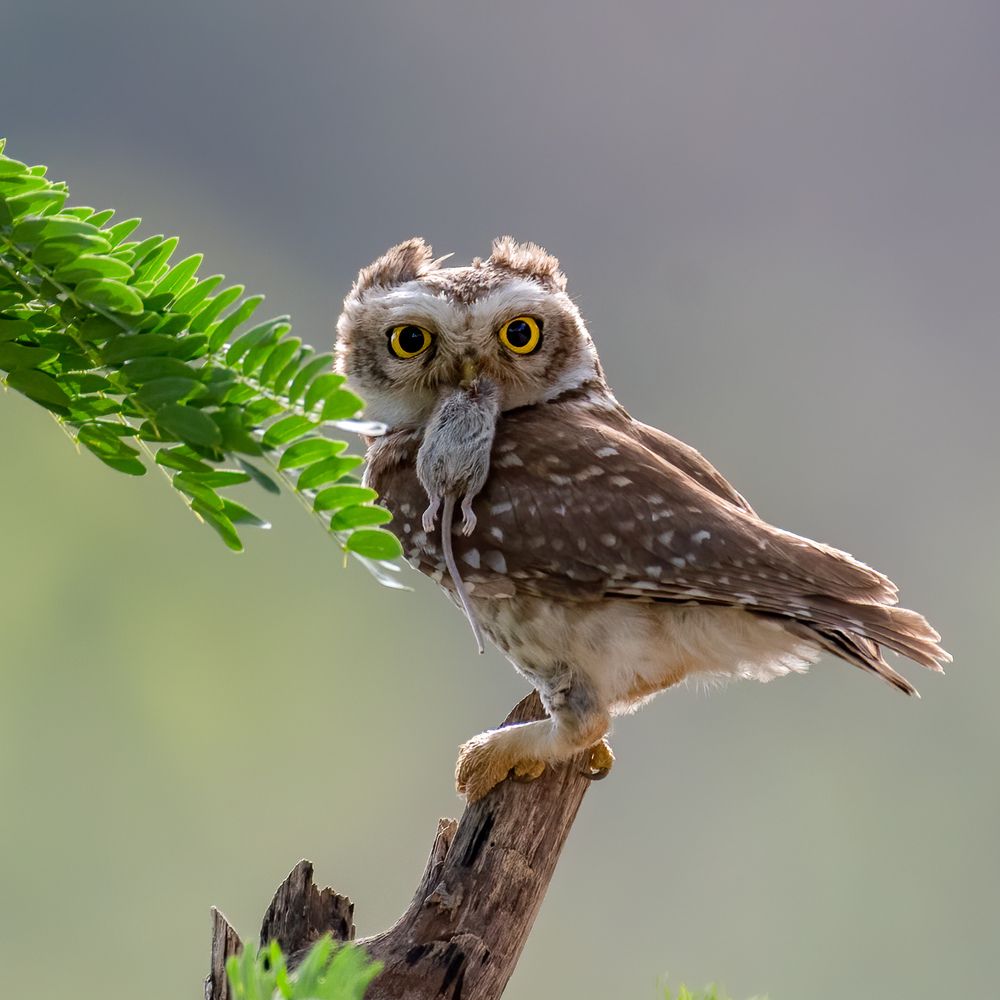 Фотография автора Anuj Jain