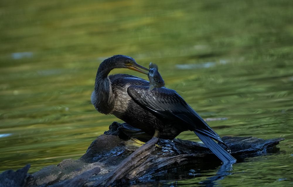 Photograph by Ethan Williams