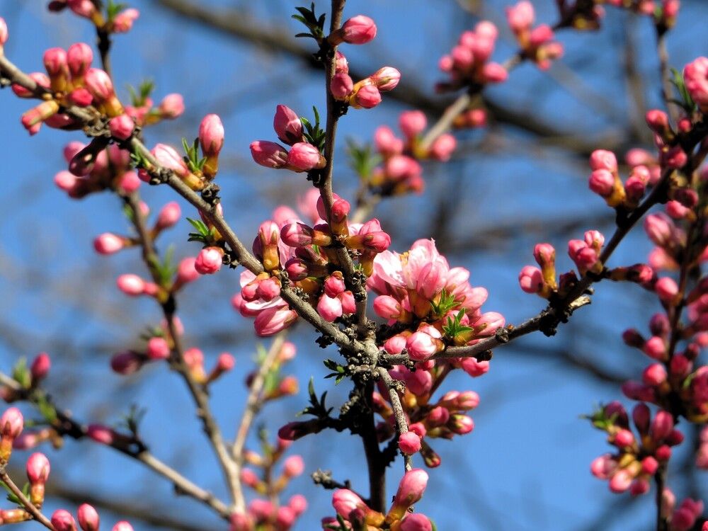 Степной миндаль