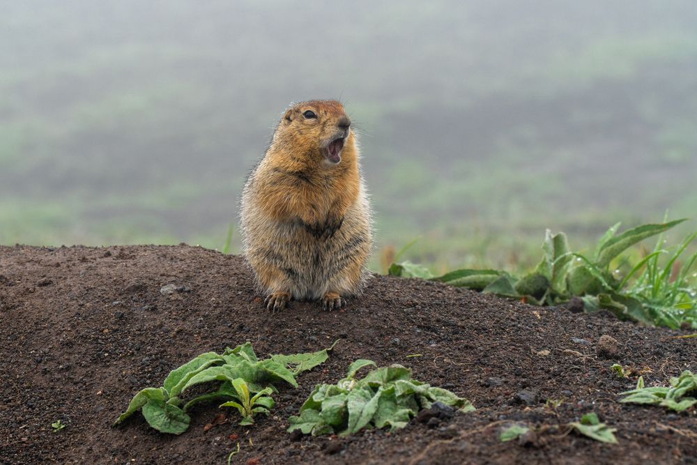 Фотография автора Дарья Карамышева