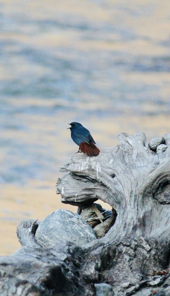 Bird on the woods