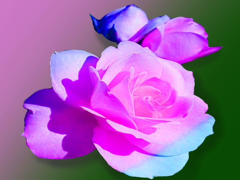 Photograph by Vy Van Bui