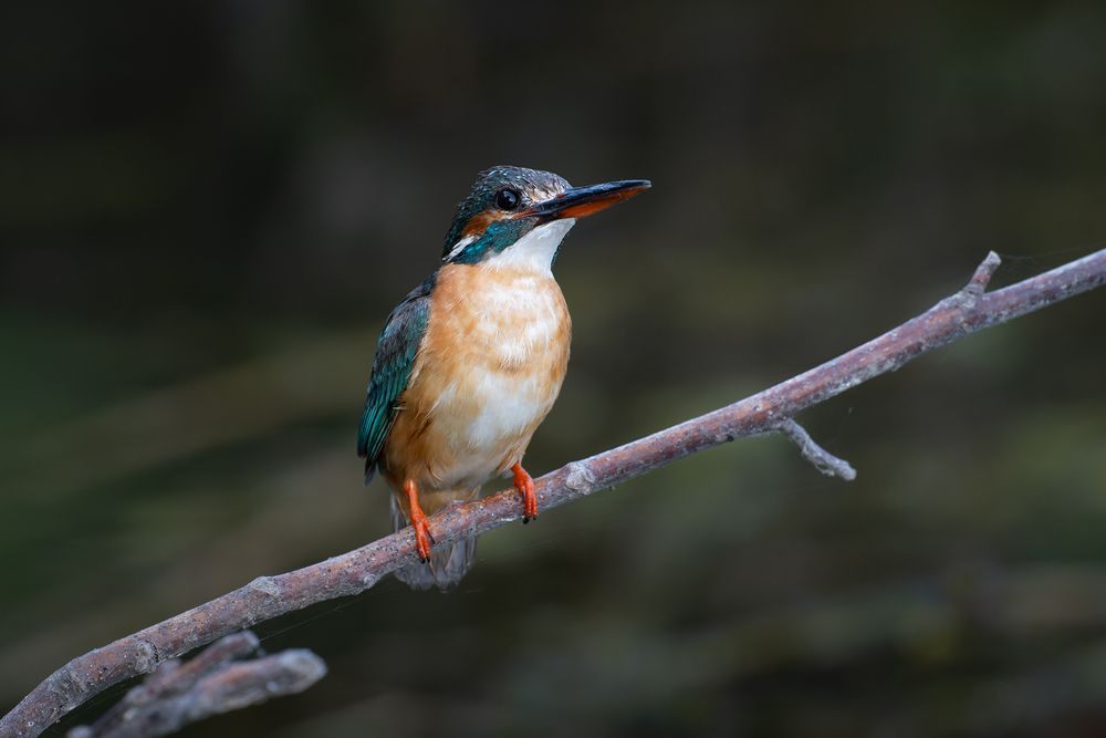 Photograph by Анатолий Садовский