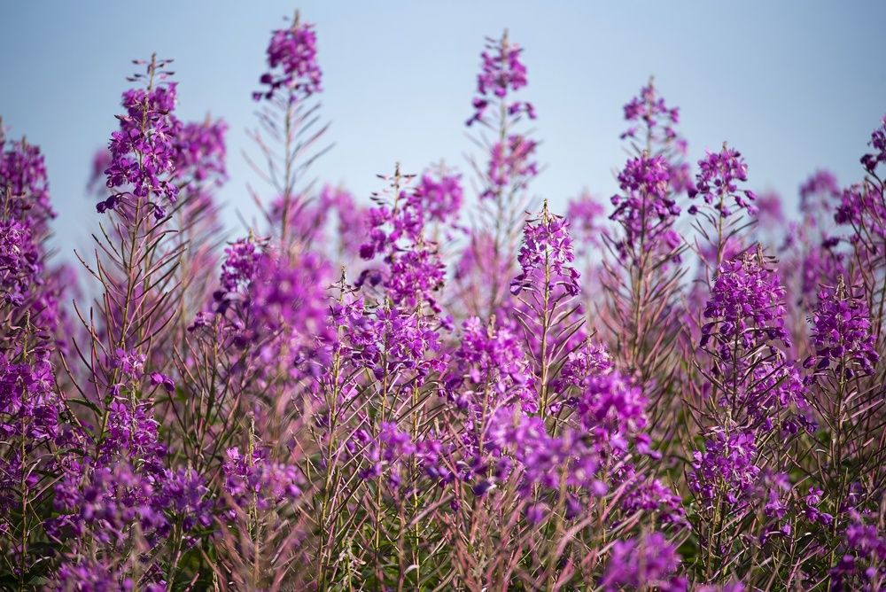 Photograph by Gurdina Lena