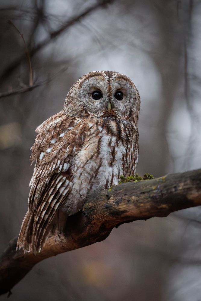 Photograph by Антон Науменко