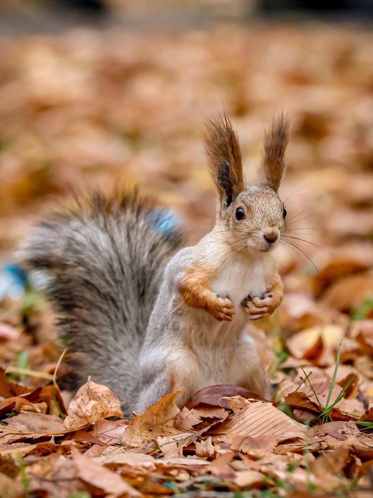 Photograph by Елена Цырюк