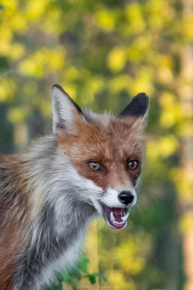 Photograph by Высотских Владимир