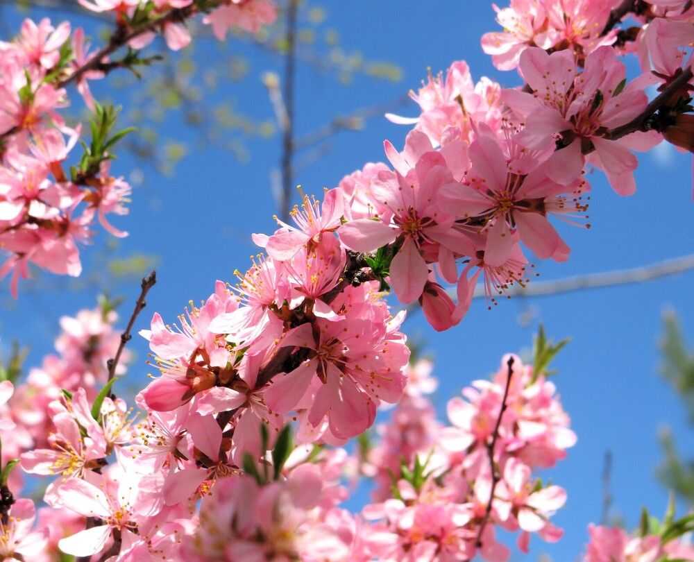 Розовый миндаль и голубое небо