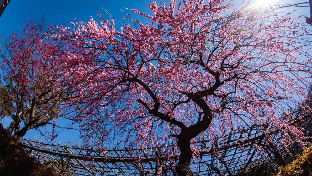 Photograph by Kuramochi Kunio