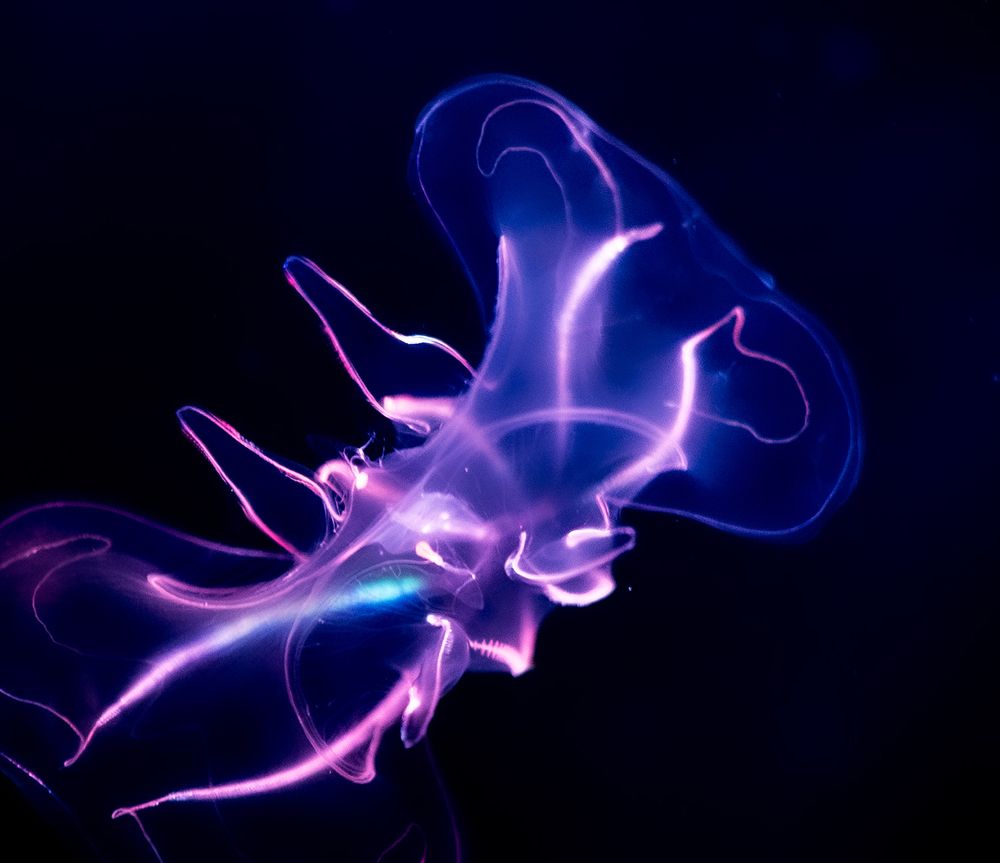 Photograph by Kuramochi Kunio