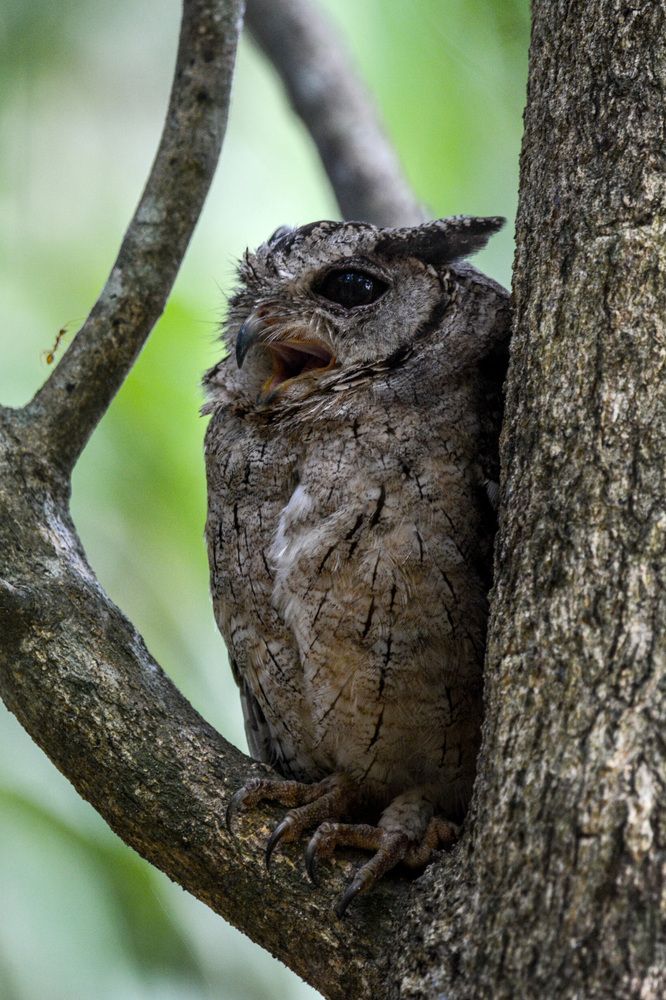 Photograph by Pakalon Janakan