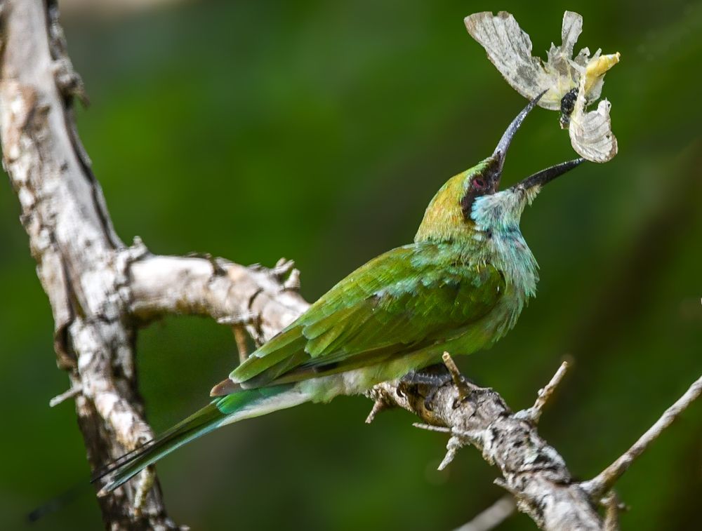 Photograph by Pakalon Janakan