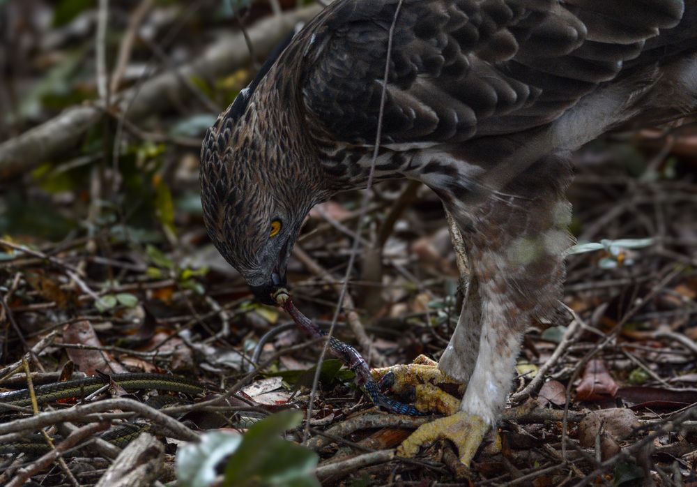 Photograph by Pakalon Janakan